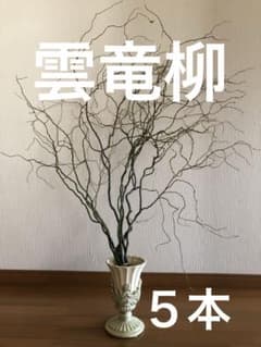 雲竜柳のサムネイル