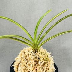 富貴蘭 熊本県産『通潤錦』7枚葉 風蘭 春蘭 長生蘭 セッコク 山野草