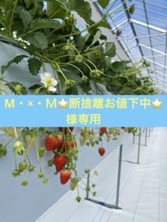 M・×・Ｍ⭐️断捨離お値下中⭐️様専用 兜を被った金太郎　20個からのサムネイル