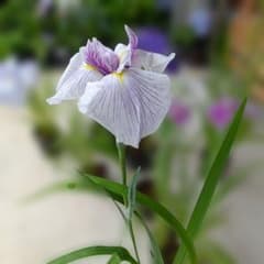 今日開花！花菖蒲「江戸錦」5号鉢花茎1本立 NO76のサムネイル