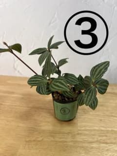 ペペロミア プテオラータ 観葉植物 ③のサムネイル