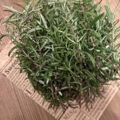 新鮮 ローズマリー ハーブ　食用　無農薬　虫除け　リラックス効果のサムネイル