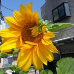 wccfのサムネイル