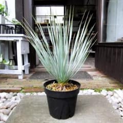 現物「ユッカ・ロストラータ」７号　Yucca rostrata 現物「ユッカ・ロストラータ」7号 Yucca rostrata - メルカリ