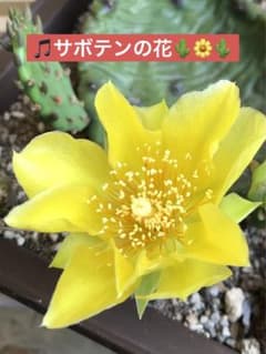 ウチワサボテン　ヒメイワダレソウのサムネイル