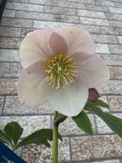 【まるこ様ご確認用】ウィンターシンフォニー　丸弁ピンクss 開花株のサムネイル