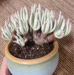 多肉植物 ダドレア エデュリスDudleya edulis 古株 抜き苗 - メルカリ