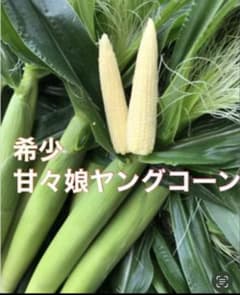 希少！！甘々娘ヤングコーン髭無し２０本！のサムネイル