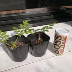 トゲ無しタラの木　タラの芽　2ポットのサムネイル