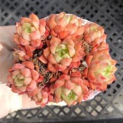 選抜株】多肉植物 エケベリア 24674 ピーチ グロウ錦 1個 抜き苗