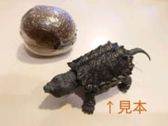 いきもの大図鑑 かめ 04 ワニガメ(新色 黒ver) フィギュア ガチャのサムネイル