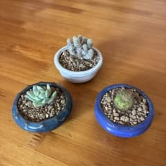 ミニ盆栽鉢 5個セット 植木鉢 多肉植物のサムネイル