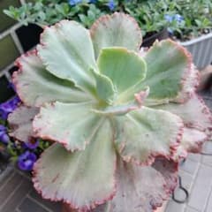 フィレンツェ錦 Echeveria Firenze mutation - メルカリ