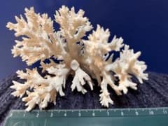 サンゴ　白珊瑚　珊瑚　置物　インテリア　アクアリウムのサムネイル