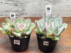 48】オリジナル交配苗 2ポットセット 抜き苗 - メルカリ