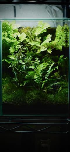 完成品】ADA苔テラリウム/イモリウムカエル苔アートパルダリウム/No