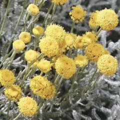 サントリナ　グレイ　無農薬ハーブのサムネイル