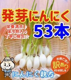 大人気 スプラウトにんにく　驚きの栄養価　発芽にんにく　訳あり53本のサムネイル