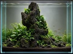 ADA 雲山石　６点セット ADA 雲山石 大型 約35cm 植栽ポケット2か所 WASABI購入 - メルカリ
