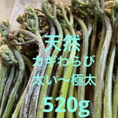 わらび　天然　太い〜極太カギわらびを選びました　わらびが大好きな方お試し下さいのサムネイル