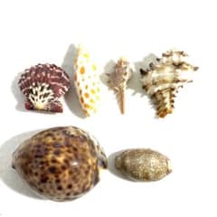 天然貝殻 6点セット タカラガイ ホシダカラ ホネガイ チョウセンフデ