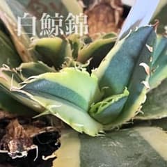 激レア【匿名配送】③ぶつぶつ　アガベ　鰐亀錦　覆輪斑　白覆輪　TC 匿名配送】天芽 良サイズ 斑面積大 アガベ 白鯨錦 覆輪斑 胴切り子株