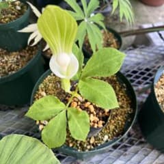 ユキモチソウ素心　山野草のサムネイル