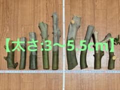 オリーブ【極太3本入り お買い得品】切り枝 挿し木 太木挿し 無農薬