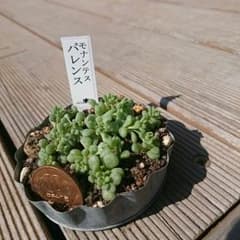 多肉植物モナンテスパレンスのサムネイル