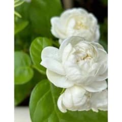 ☆☆薔薇咲きジャスミン☆☆2本根出し苗のサムネイル