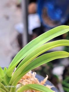 富貴蘭 宮崎県産 珍品 紺覆輪ルビー根混じり - メルカリ