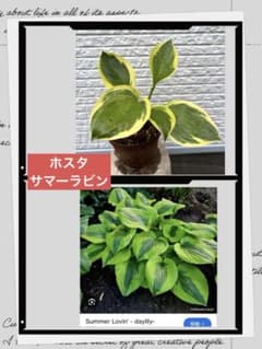 ホスタ 大型種 ギボウシ サマーラビン summer lovin 斑入り 株分け