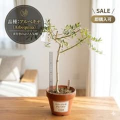WS8A12 オリーブの木 アルベキナ WS8A12 オリーブの木 アルベキナ - メルカリ