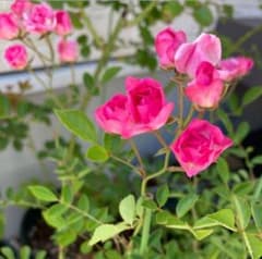 ミニ薔薇　根付きのサムネイル