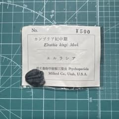 三葉虫 化石 Elrathia kingi Meek
