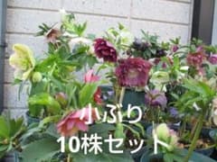 お得95☆クリスマスローズ苗☆ 2025年発芽苗1年生苗 抜き苗 小ぶり10株