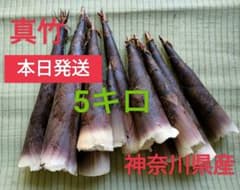 ◆タケノコ◆筍◆真竹◆5kg程度◆神奈川県発◆本日発送◆のサムネイル