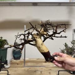 b*y様 KF14 コミフォラ ピュア カタフ ソマリア 現地株 下処理済み b*y様 KF14 コミフォラ ピュア カタフ ソマリア 現地株 下処理