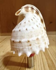 コンパクト トウカムリ法螺貝 ほら貝 ホラガイ❣️ - メルカリ