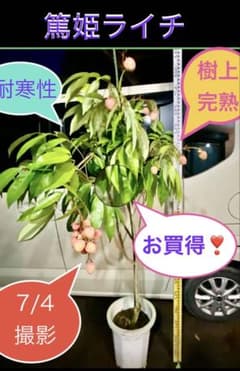5千円値下げ❗️大玉 篤姫ライチ 鉢植え 耐寒性 5千円値下げ❗️大玉 篤姫ライチ 鉢植え 耐寒性 - メルカリ