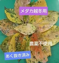 メダカ越冬用　柿の葉っぱのサムネイル
