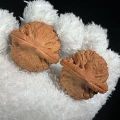 莲花獅子頭（無修整）人气品