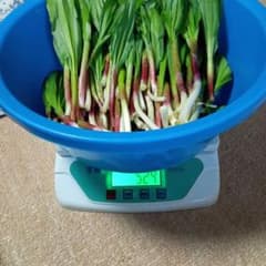 行者ニンニク500gのサムネイル