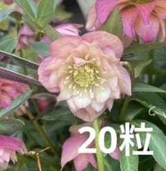 クリスマスローズの種 20粒 】 安心のメルカリ便 ラスト1セット