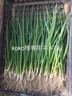 ネギ苗のサムネイル