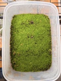 P.willinckii OMG 胞子培養 余剰分 ビカクシダ④ - メルカリ