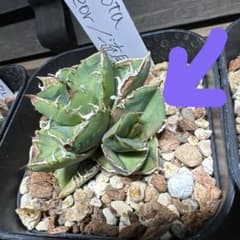 アガベ チタノタ 流星 子株 脇芽 OC ブツブツ系 麻花龍 蚩尤 星空 疣猪