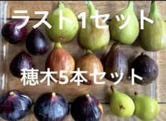イチジク 穂木 5本セット - メルカリ