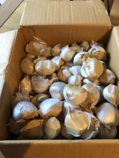無農薬無肥料　ジャンボにんにく　ニンニク　大蒜　自然農　にんにくのサムネイル