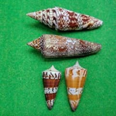 イントハデミナシ99ミリ、ベンガルイモ90ミリ、アカシマミナシ45ミリ、50ミリのサムネイル
